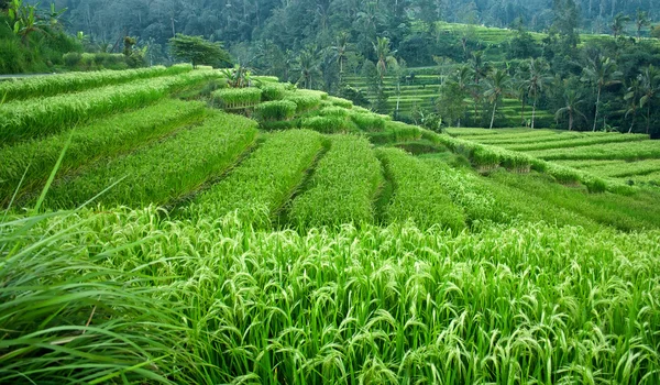 Reisfelder lizenzfreie Stockbilder