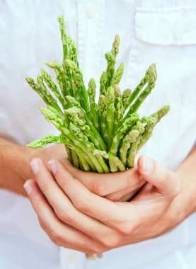 Asparagus in chef's hands clipart