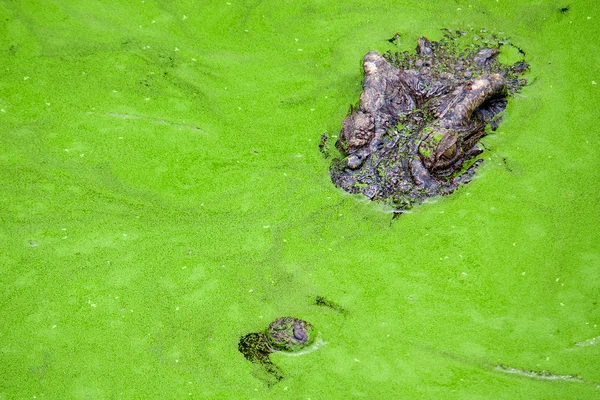 Крокодилы в реке — стоковое фото