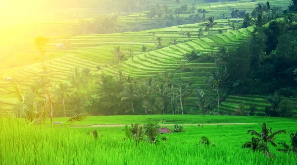 Rice paddy in the morning — Stock Photo, Image