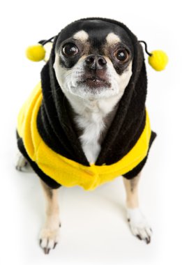 Cute Chihuahua Honey Bee clipart