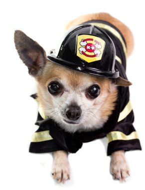 Firefirghter Chihuahau clipart