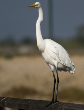 Great White Egret clipart