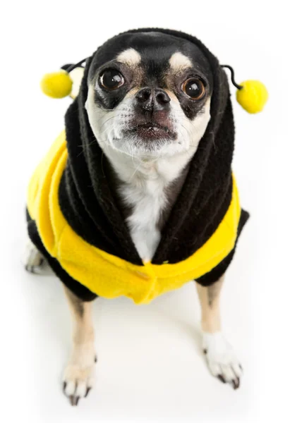 Chihuahua słodkie Pszczoła miodna — Zdjęcie stockowe
