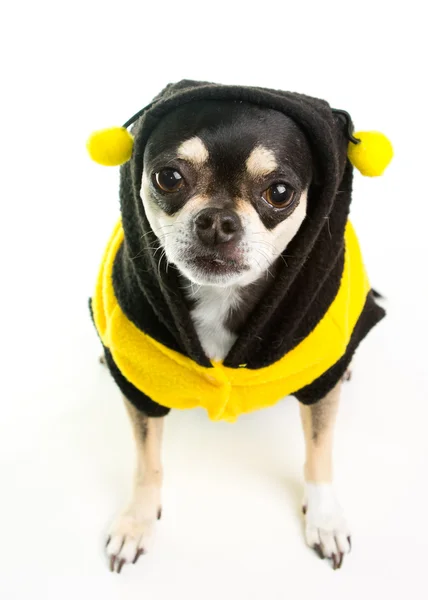 Милий чихуахуа Мед бджоли — стокове фото