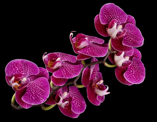 Orquídeas rosadas y blancas sobre fondo negro —  Fotos de Stock