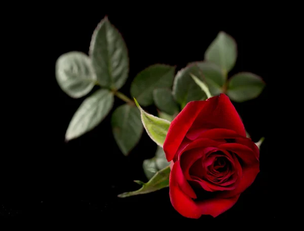 Rosa roja aislada en negro — Foto de Stock