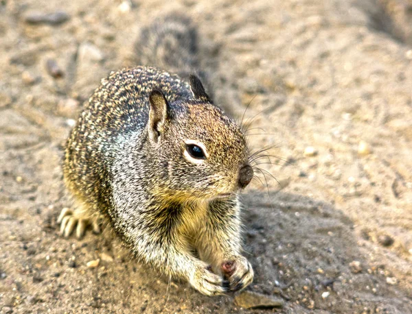 stock image Cute Ground Squirrel