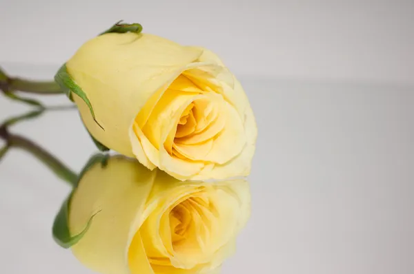 ดอกกุหลาบสีเหลือง — ภาพถ่ายสต็อก