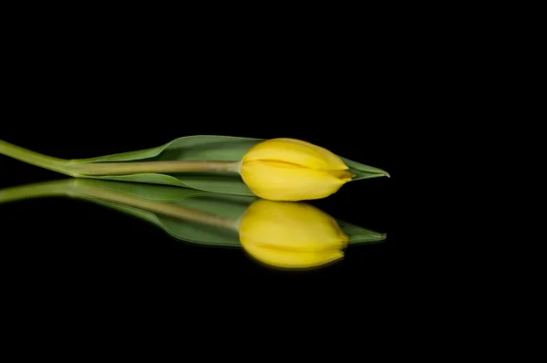 노란 튤립 — 스톡 사진