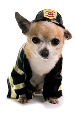 Firefirghter Chihuahau clipart