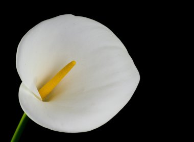 White Calla Lilly clipart