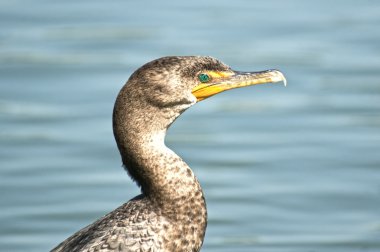 Double Crested Cormorant clipart