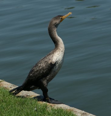 Double Crested Cormorant clipart