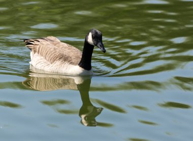 Canada Goose clipart