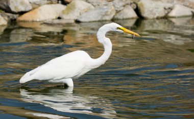 Great White Egret clipart