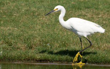 Snowy Egret clipart