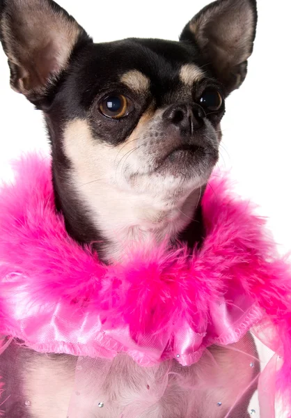 Bonito em Chihuahua rosa — Fotografia de Stock