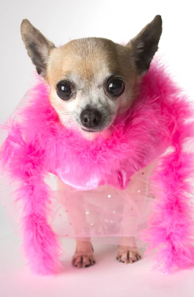Bonita en rosa Chihuahua —  Fotos de Stock