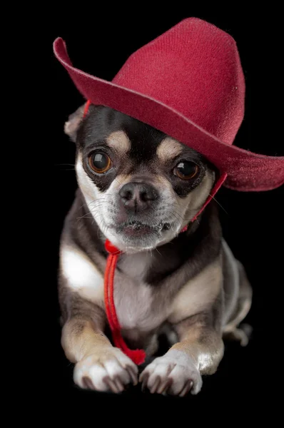 Lindo Chihuahua en sombrero de vaquero rojo —  Fotos de Stock