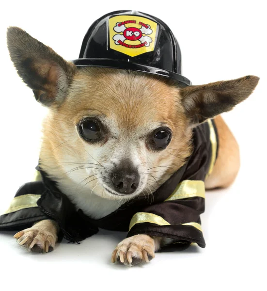 Firefirghter Chihuahau — Stock Photo, Image