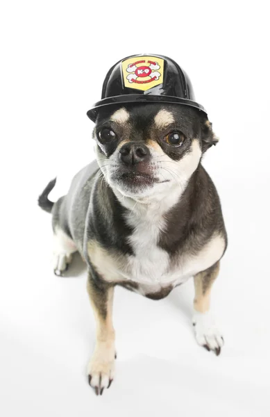 Firefirghter Chihuahau — Stockfoto
