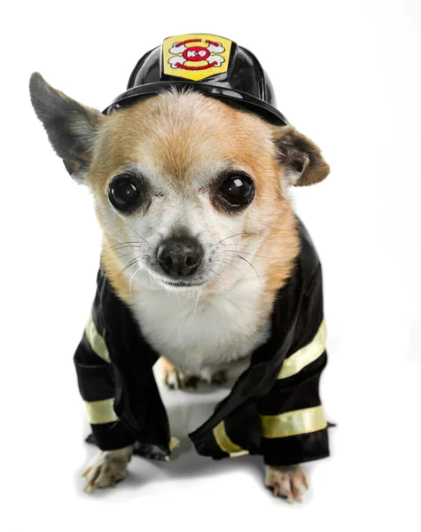 Firefirghter Chihuahau — 스톡 사진