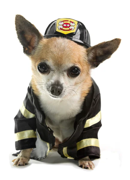 Firefirghter Chihuahau — 스톡 사진