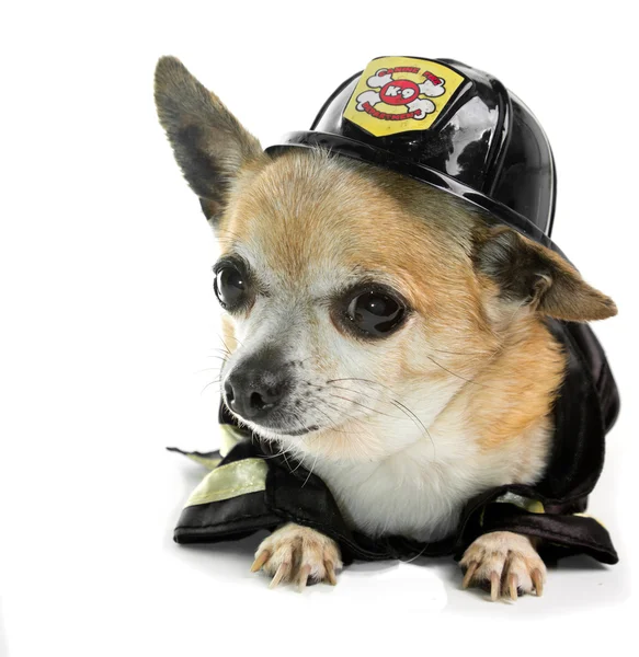 Firefirghter Chihuahau — Stock Photo, Image