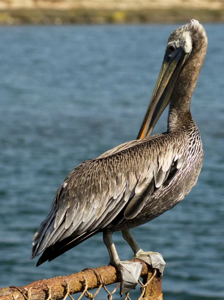 Bruine pelikaan — Stockfoto