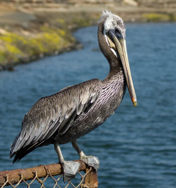 Pelican coklat — Stok Foto