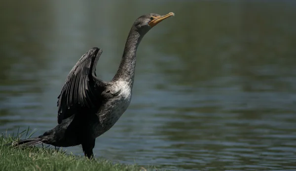Dubbele crested Aalscholver — Stockfoto