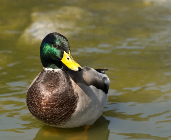 Male Mallard Duck — Zdjęcie stockowe