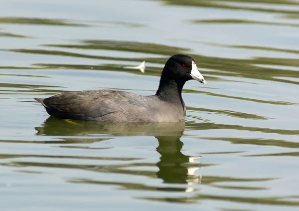 American Coot — Stock Photo, Image