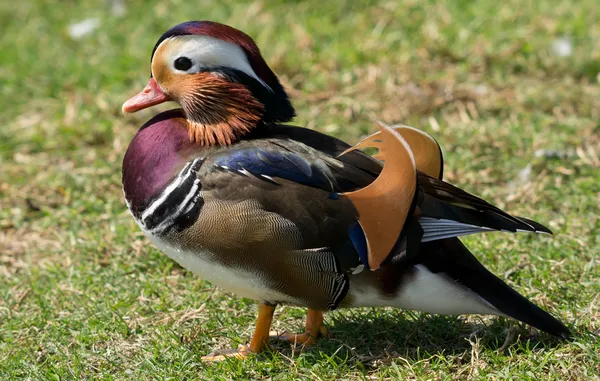 Mandarin Duck out of Water — Stock Photo, Image