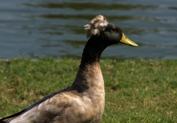 Brown Crested Duck — Stock Photo, Image