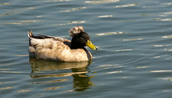 棕色凤头的鸭在水中 — 图库照片