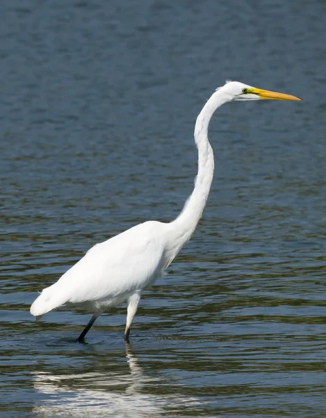 Grande Egret Branco — Fotografia de Stock