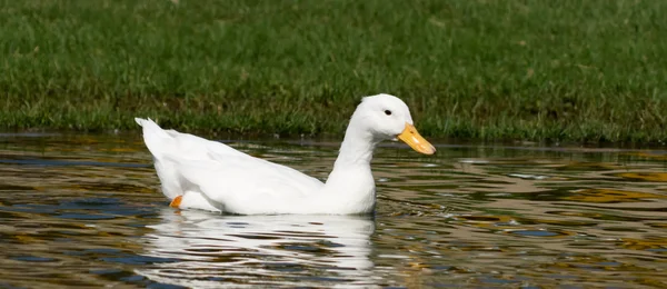Pato doméstico branco — Fotografia de Stock