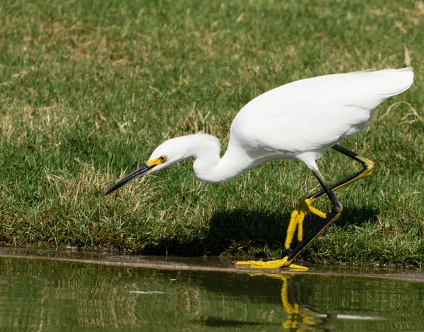 Grande Egret Branco — Fotografia de Stock