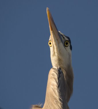 Büyük Mavi Balıkçıl
