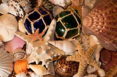 Cluster of Seashells clipart