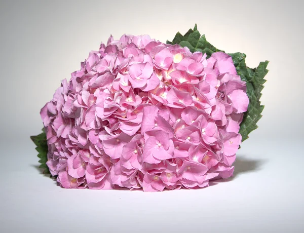 Hortênsias rosa de Fushia — Fotografia de Stock