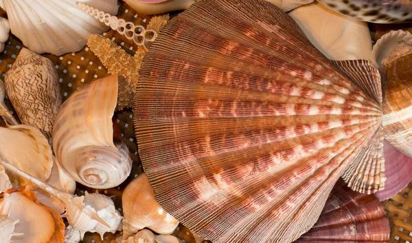Klaszter tengeri kagylókból — Stock Fotó