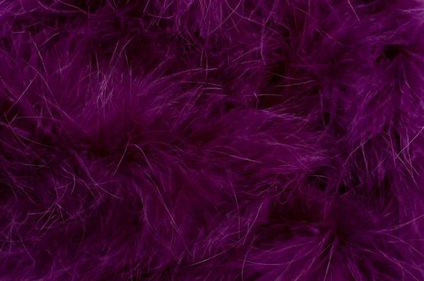 紫の羽の背景 — ストック写真