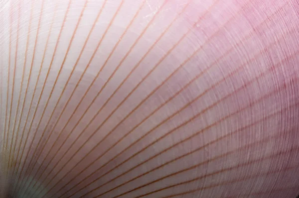抽象贝壳 — 图库照片