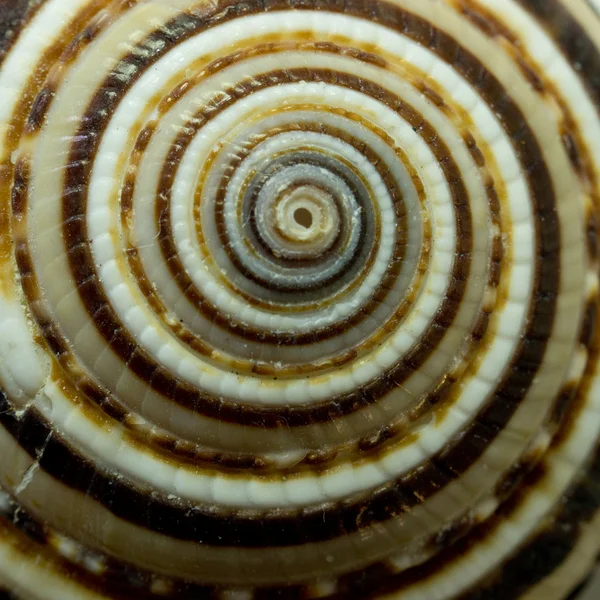 Abstraktní moře snaill — Stock fotografie