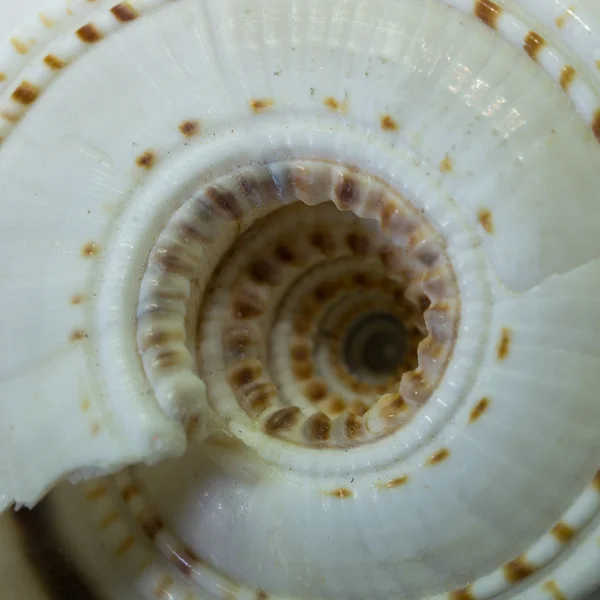 Abstraktní moře snaill — Stock fotografie