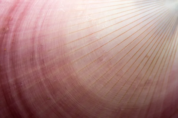 抽象贝壳 — 图库照片