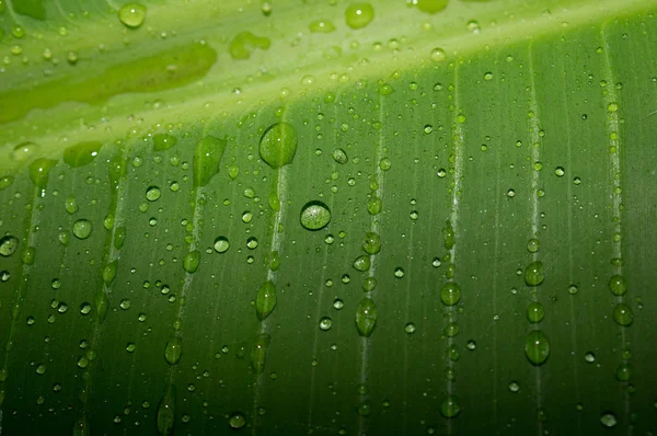 stock image Abstract Banana Leaves with Dew Drops